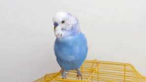 Папагал, който обича да язди главата си